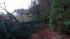 Viewer in south Raleigh says fallen pine tree...