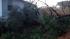 Viewer in south Raleigh says fallen pine tree...