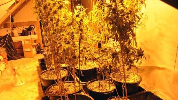 Police officers discovered pot inside a Burlington home after smelling a strong odor coming from the house