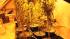 Police officers discovered pot inside a...
