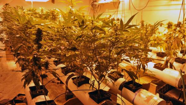 Police officers discovered pot inside a Burlington home after smelling a strong odor coming from the house