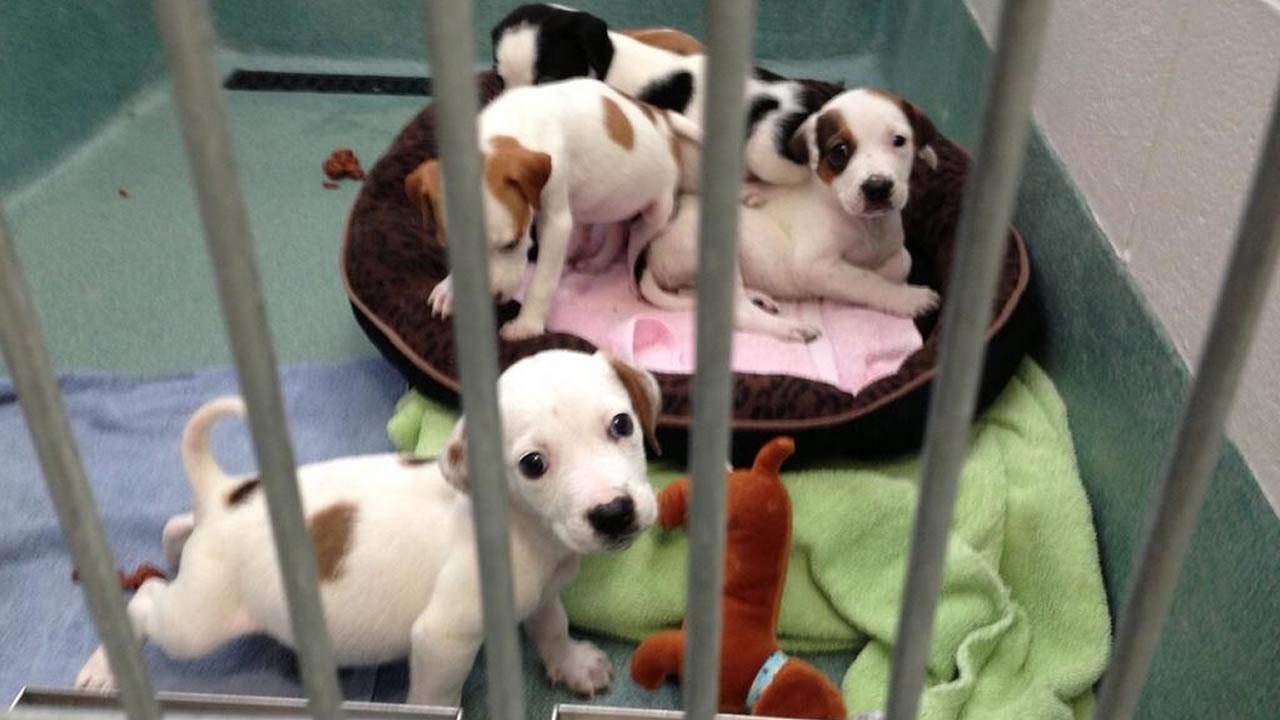 Shelter at capacity, animals in need of forever home