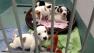 These puppies are available for adoption at the Wake County Animal Shelter