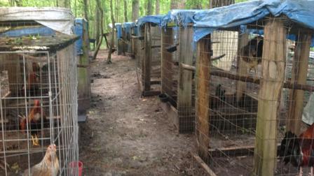 Officials arrested two people at a home in Franklin County in connection with cockfighting and cocaine possession