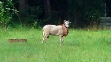 Bubba the ram spotted near an abandoned home off of Cornwallis Road in Durham in August.