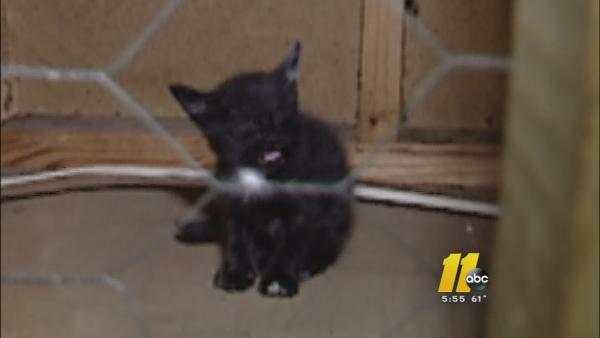 Troubleshooter helps rescue trapped cats