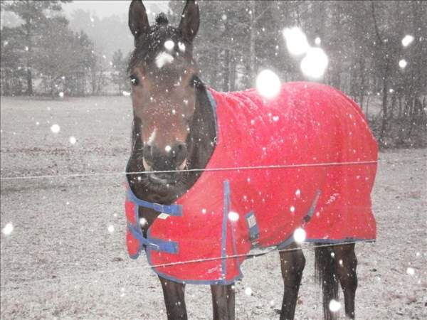 Snow photos submitted by ABC11 viewers from...