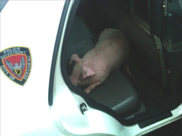 One of the captured pigs in the back seat of a...
