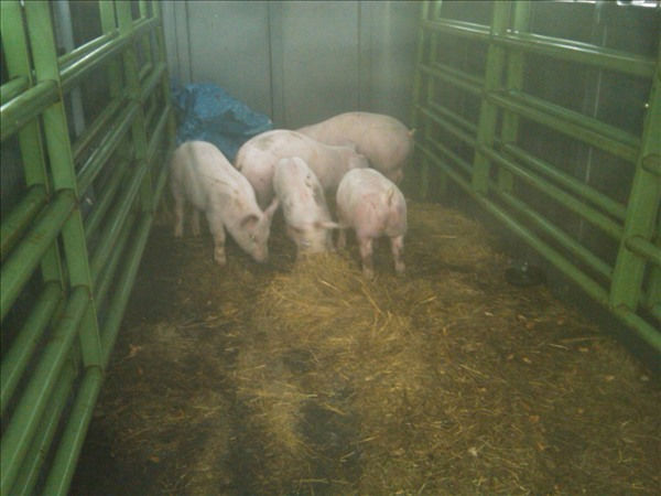 One of the captured pigs in the back seat of a...