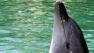 Dolphin raises head
