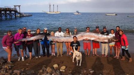 california giant oarfish