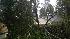 Fallen tree
