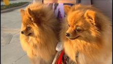 Discount Pet Vaccine