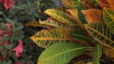 Protect Your Plants