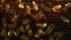 Backyard Beekeeping