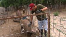 Meat Farm Meat Farm