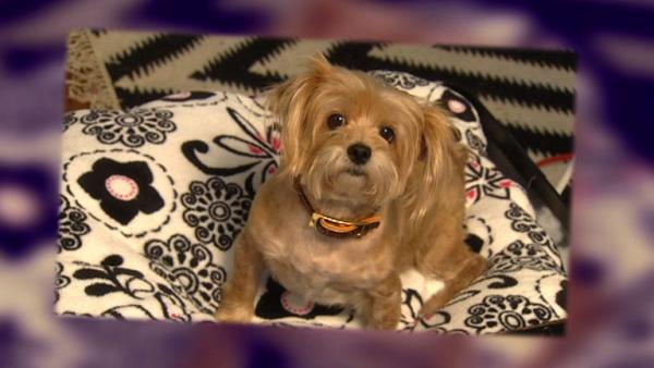 Complete Episode: Homemade Pet Accessories, One Pot Wonders, DIY Plumbing, Navigating the Grocery Store