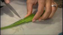 Tips For Growing Aloe Vera Plants and DIY Aloe Treatments Tips For Growing Aloe Vera Plants and DIY Aloe Treatments