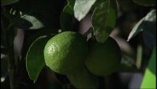 How To Grow Your Own Fruit Trees