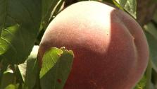 Stone Fruit From The Source