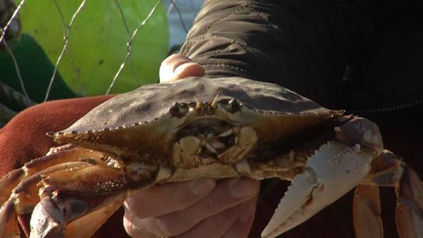 Complete Episode: Cooking Crab with Chef Jeffrey Saad