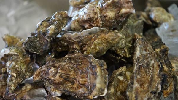 Oakland's Fresh Oysters