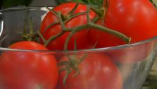 Terrific Tomato Recipes