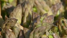 Asparagus Soup