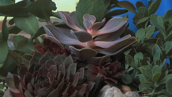 Create a Succulent Container Garden