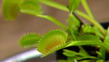 Venus Fly Traps