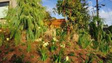 Beautiful Meadow Gardens