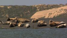 Morro Bays Harbor Seals Morro Bays Harbor Seals