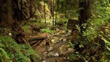 Hiking the Redwood Forest Hiking the Redwood Forest