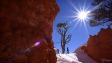 Bryce Canyon Beauty