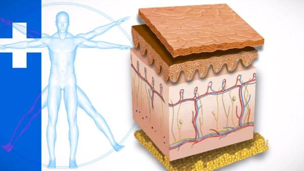 Science of Skin Care