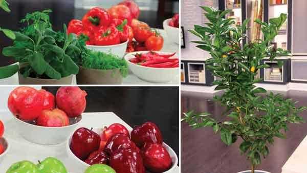 Increase Your Feng Shui with Edible Plants