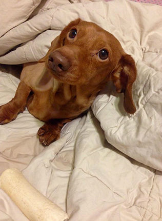 Former obese dachshund loses 43 pounds after year of dieting and ...