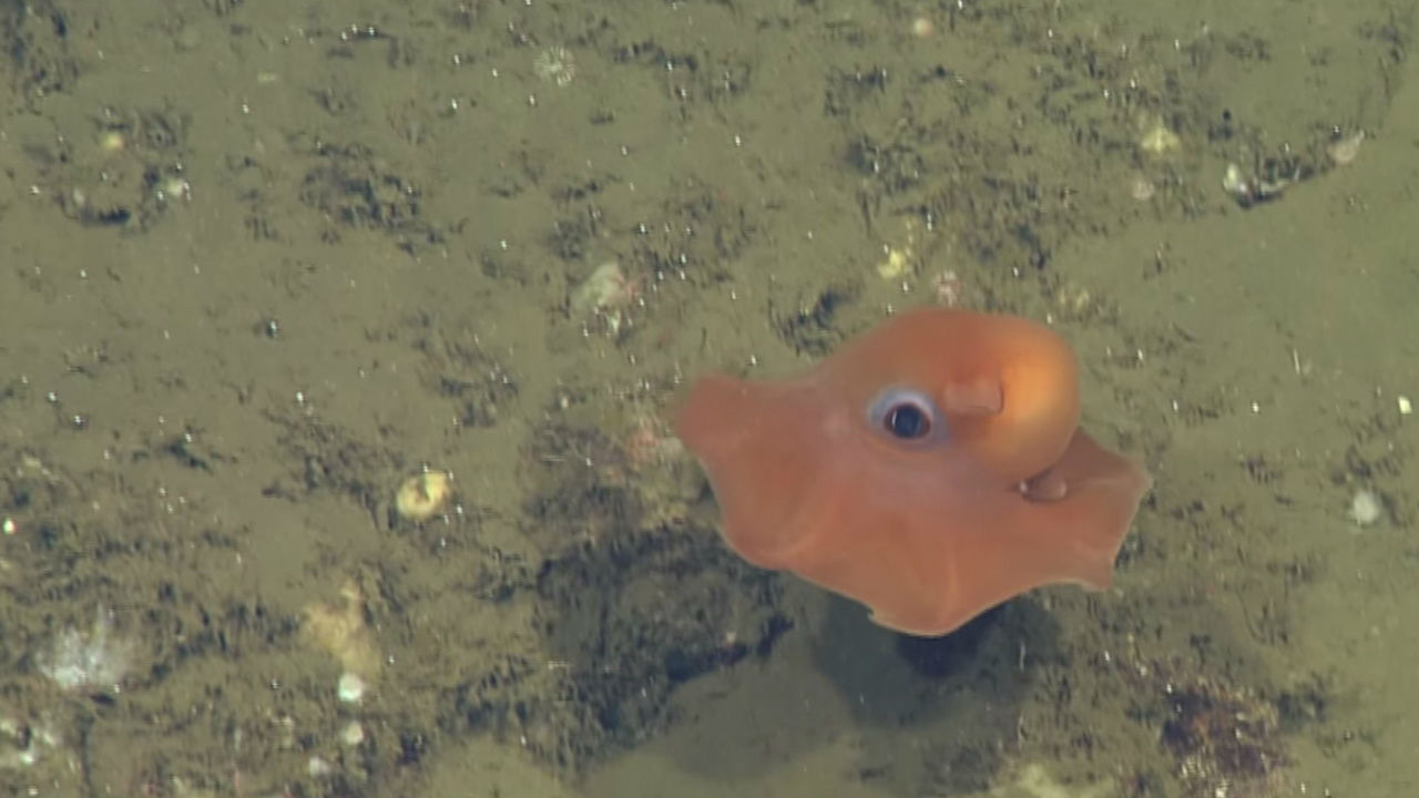 VIDEO: Adorable new octopus discovered in Monterey Bay | abc7.com