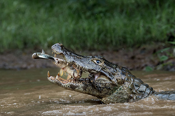070516natgeo04NatureSecondPlace.jpg