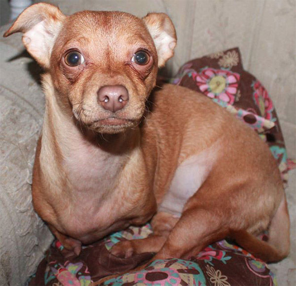 PHOTOS: Meet Nubbles, the adorably happy Chihuahua with only two legs ...