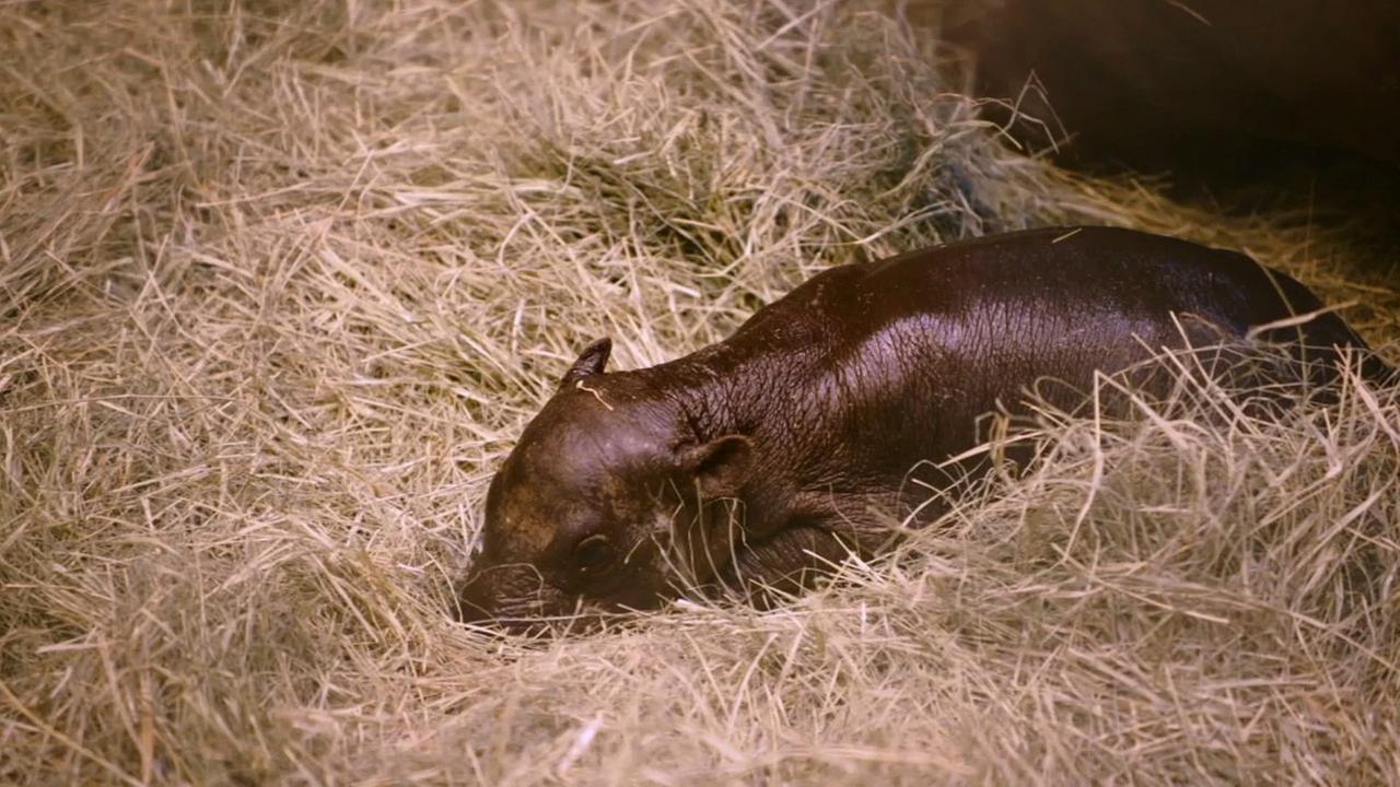 Pygmy hippo born at San Diego Zoo | abc7.com