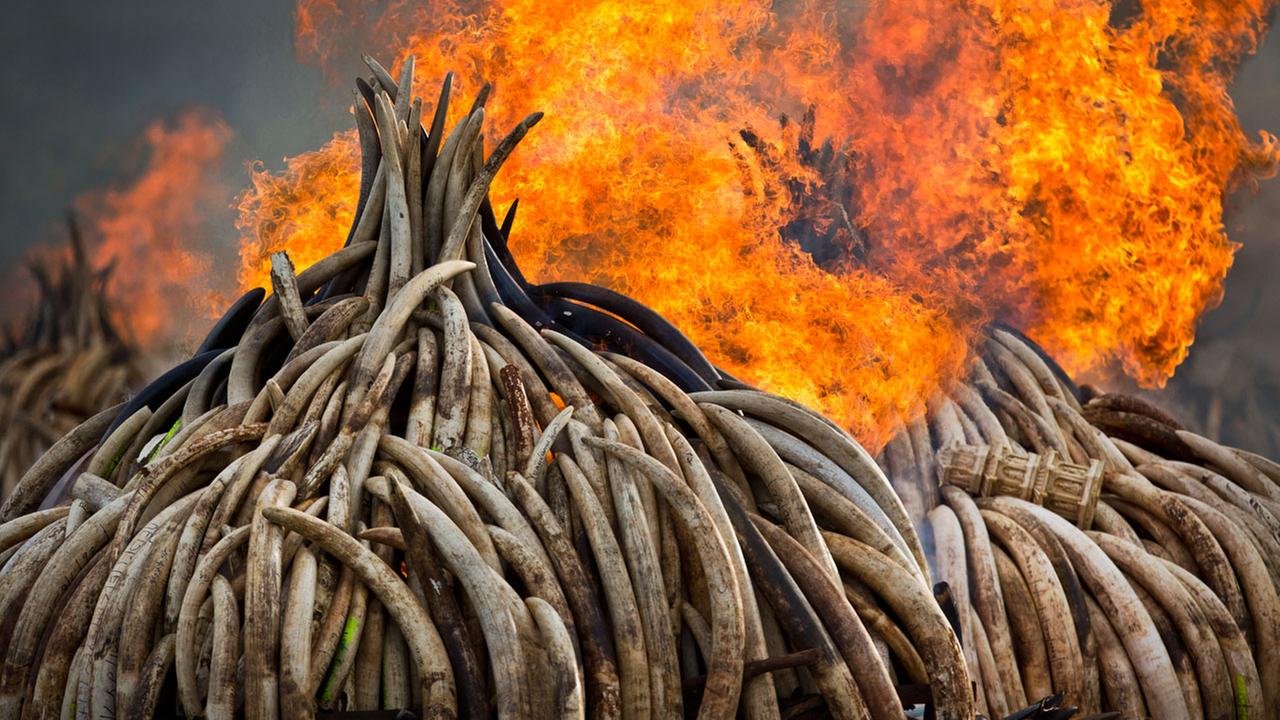 Kenya burns massive ivory pile to protest poaching | abc7chicago.com