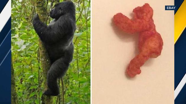 A Cheeto that bears a resemblance to slain gorilla Harambe was auctioned off for nearly $100,000 on eBay.