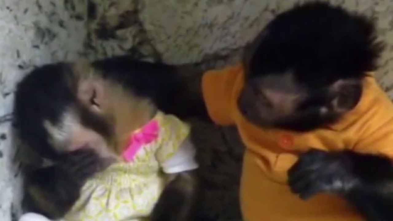 VIDEO: Monkey consoles friend who was in timeout | abc7.com