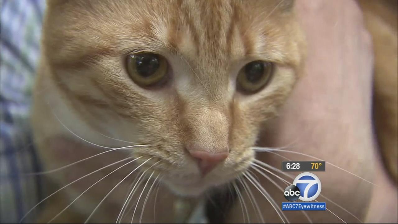 Missing South Carolina cat found 2 years later in Riverside County ...