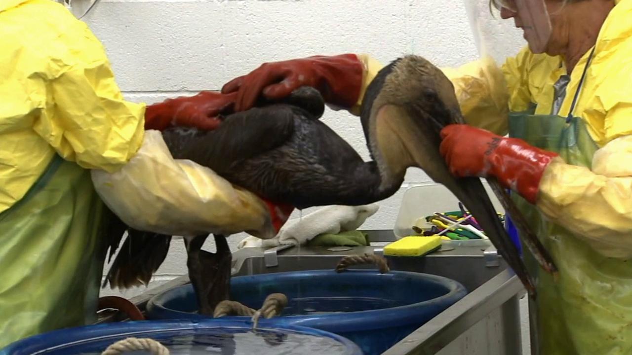 Animals covered in oil treated after Santa Barbara spill | abc7.com