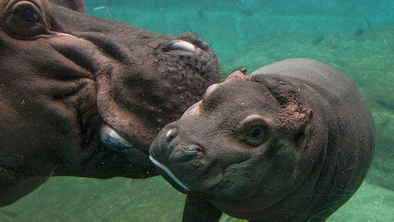 Baby hippo explores new habitat at San Diego Zoo | abc7.com