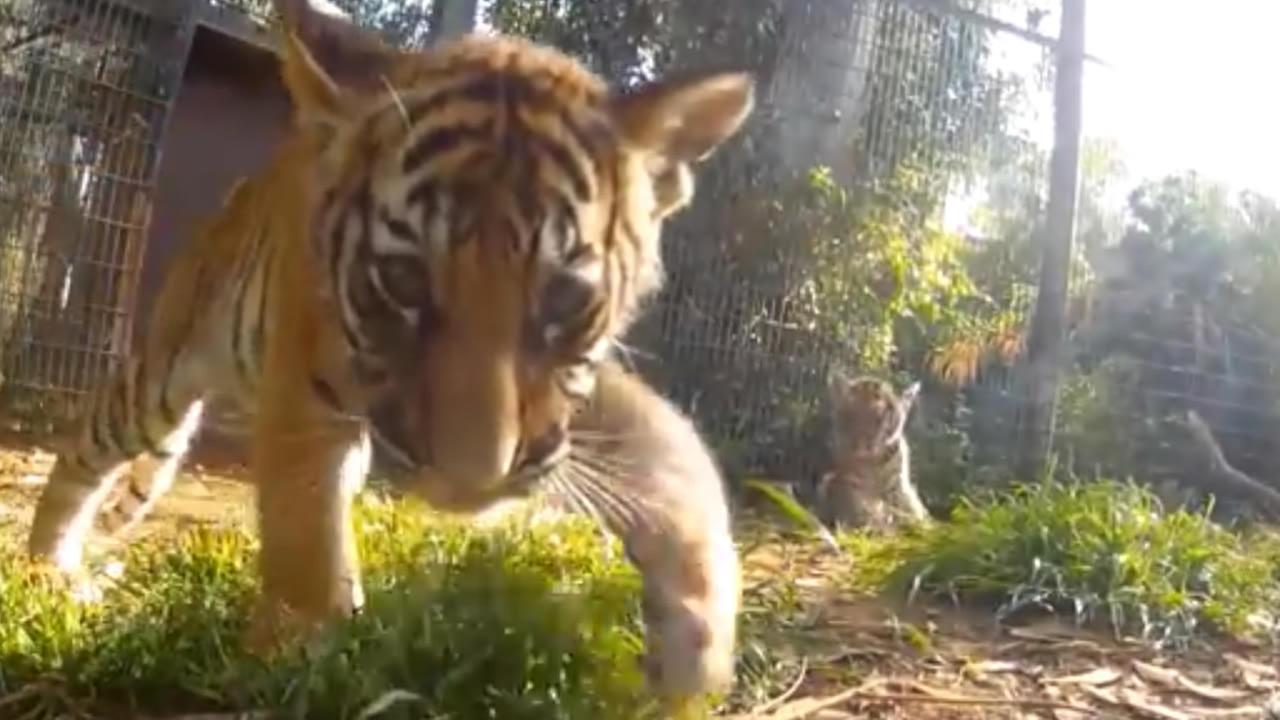 Tiger cubs play with remote-controlled car with GoPro at Fresno zoo ...