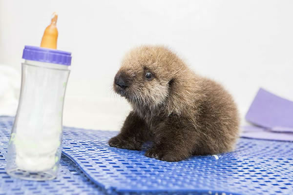 ADORABLE VIDEO: Baby sea otter learns to swim, groom, play at Shedd ...