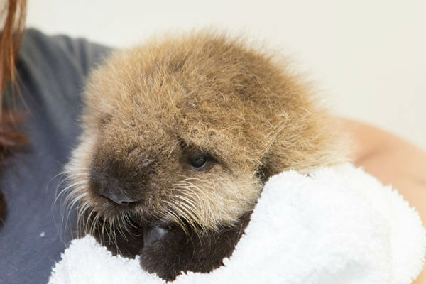 ADORABLE VIDEO: Baby sea otter learns to swim, groom, play at Shedd ...